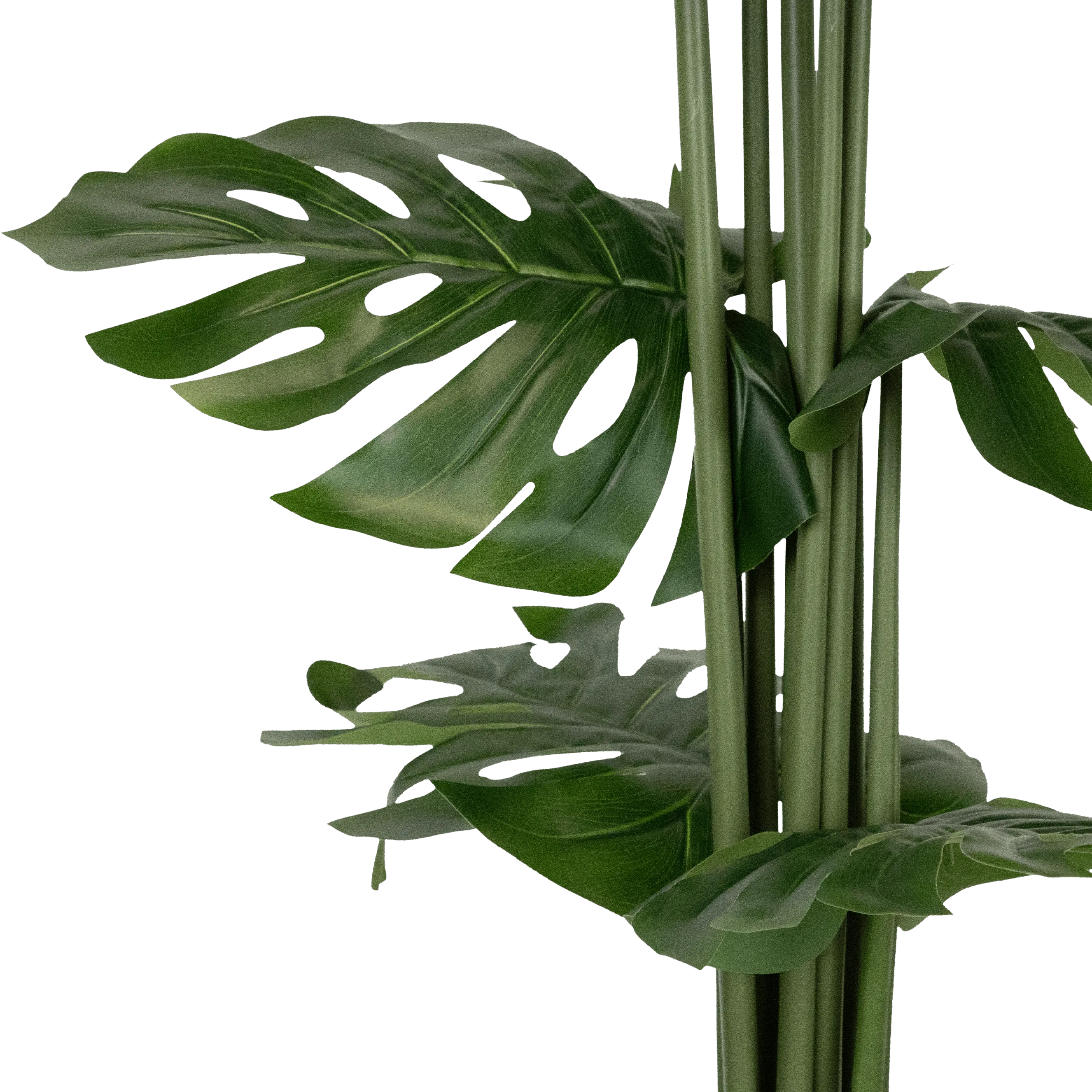 Monstera 160cm