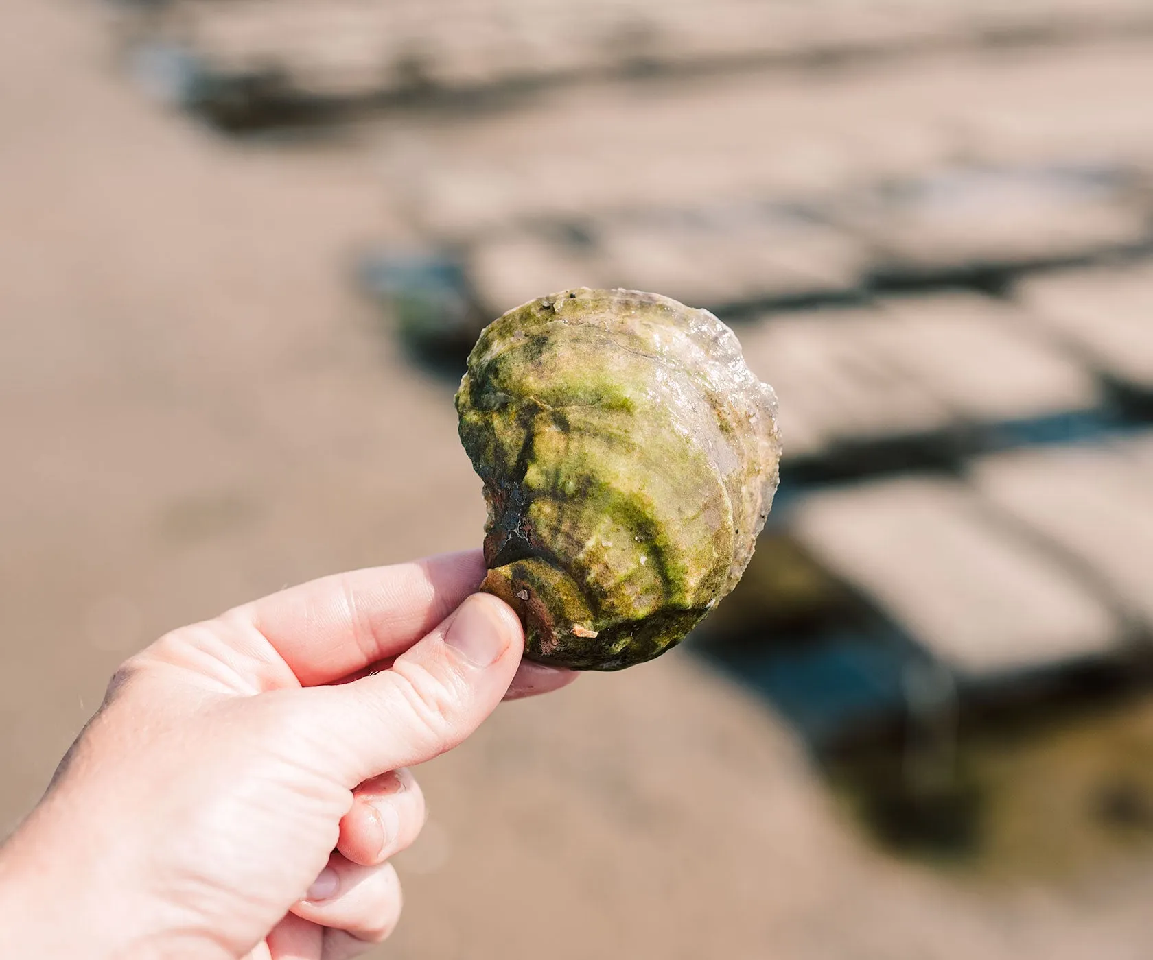 Wellfleet Oysters from Wellfleet, MA