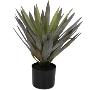 Yucca 50cm